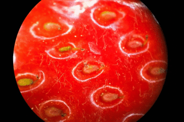 慎入把草莓放在显微镜下看了看然后胃里开始翻江倒海