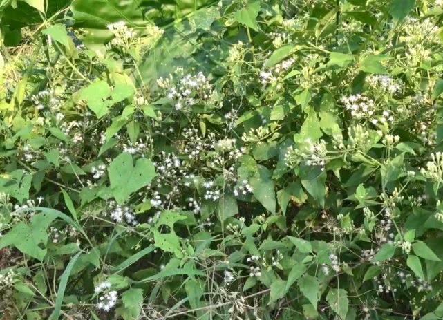 来自中美洲的入侵植物,农村多到当柴烧,但极少人知道其3大用途|飞机草