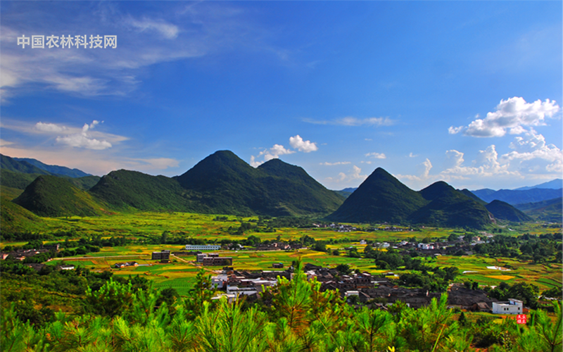 世外桃源九连山!一县一品公益助农,广东连平特色农产品鹰嘴蜜桃