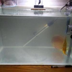 平时遭遇水质白浊和盛夏季节不一样,我们如何做到快速的处理?|鱼缸|白浊|滤棉|水质|观赏鱼_新浪新闻