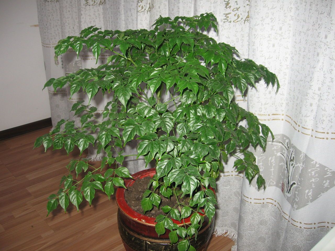 客厅|鸭掌木|琴叶榕_新浪新闻