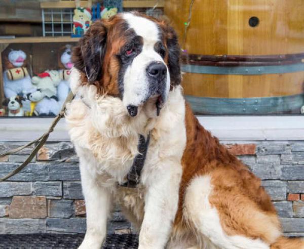 圣伯纳犬是瑞士的国宝,这群狗狗在以前是雪山里的搜救犬.