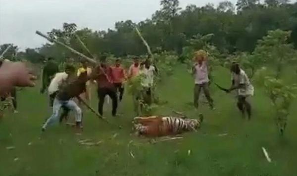 印度一老虎连伤9人被乱棍打死,老虎吃人会上瘾吗?还该留着它吗