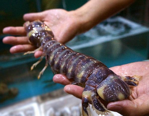 比手臂还粗的斑马濑尿虾虾肉又厚又嫩非常弹牙爽脆