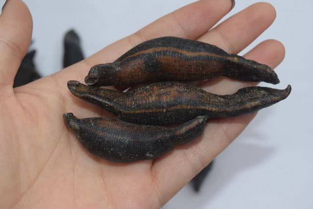 人称晒不死烧成灰也能活庄稼人最怕它如今一斤上百元