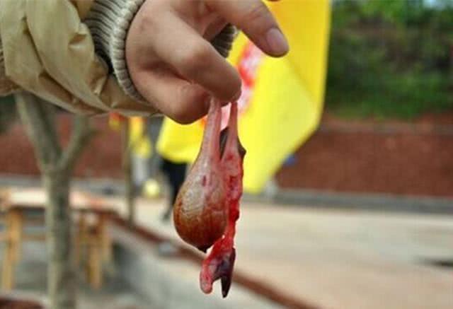 农村杀猪留下来的猪苦胆有什么功效和作用