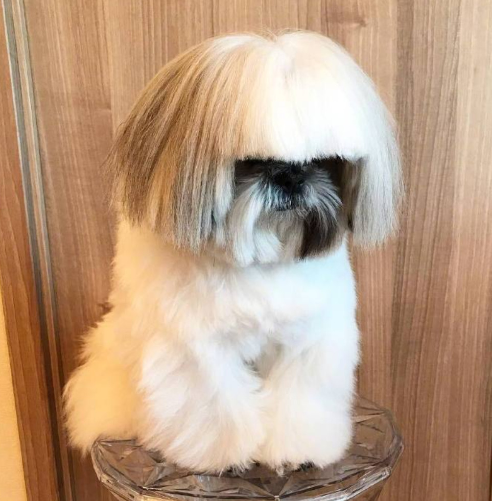 主人给狗狗剪了一个呆萌的新发型,但狗狗好像不开心了