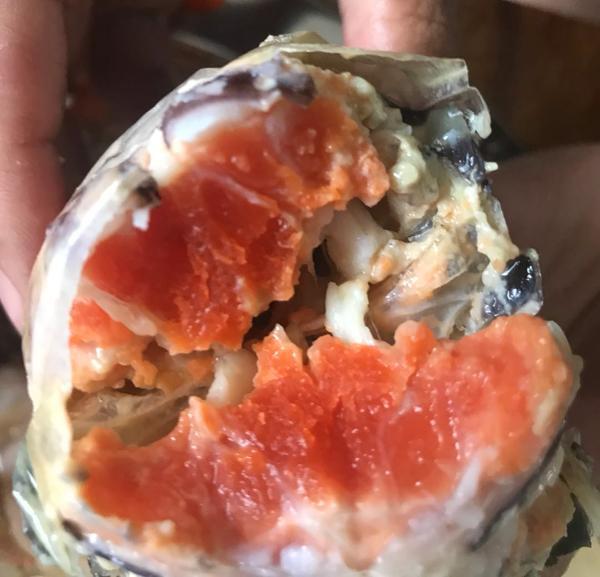 比手臂还粗的斑马濑尿虾虾肉又厚又嫩非常弹牙爽脆