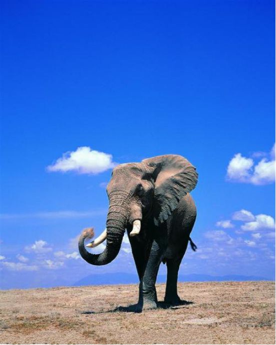 世界多地大象出现异变,不再长出象牙,或是大自然对生物群的保护