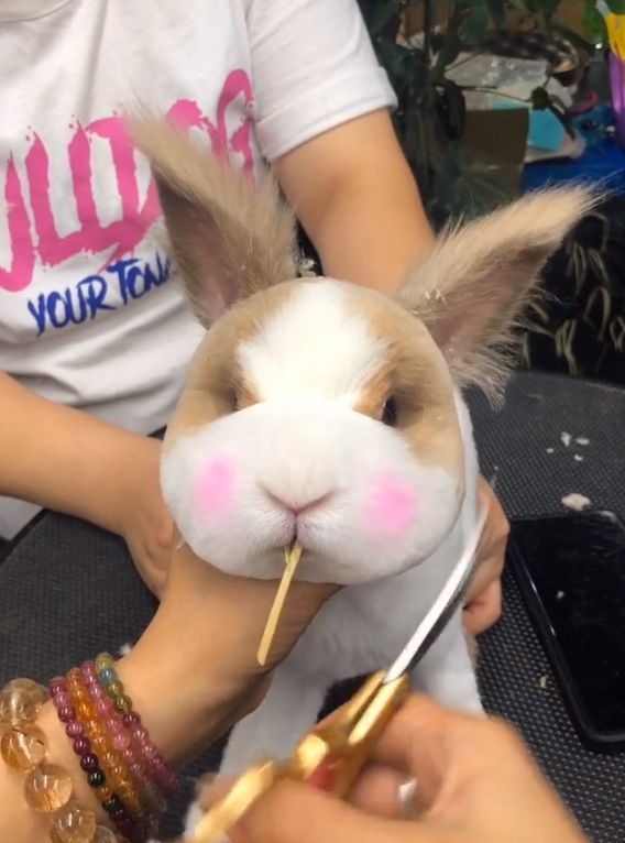 主人带兔子去剪毛兔兔好可爱网友都被萌翻了