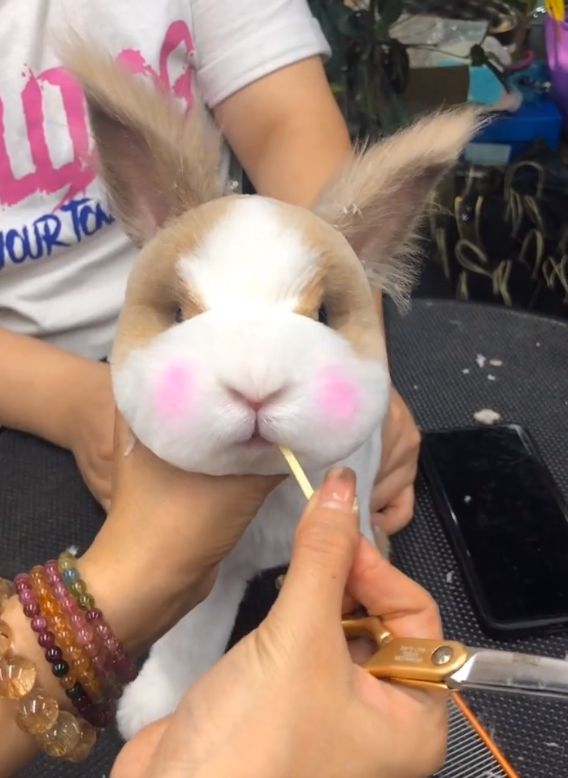 主人带兔子去剪毛兔兔好可爱网友都被萌翻了