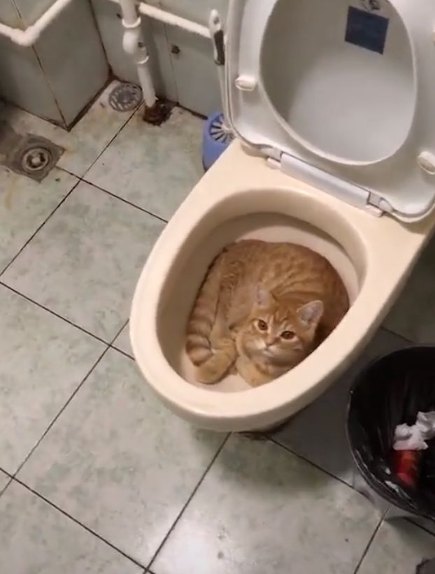 宠主给橘猫买了猫窝,但橘猫还是喜欢睡马桶,真让人头疼