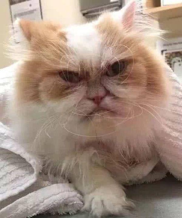 波斯猫整天一脸不爽,感觉对谁都很凶,主人却说这猫咪是开心果|猫猫