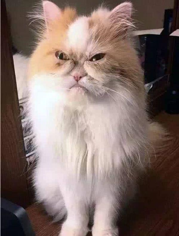 波斯猫整天一脸不爽,感觉对谁都很凶,主人却说这猫咪是开心果