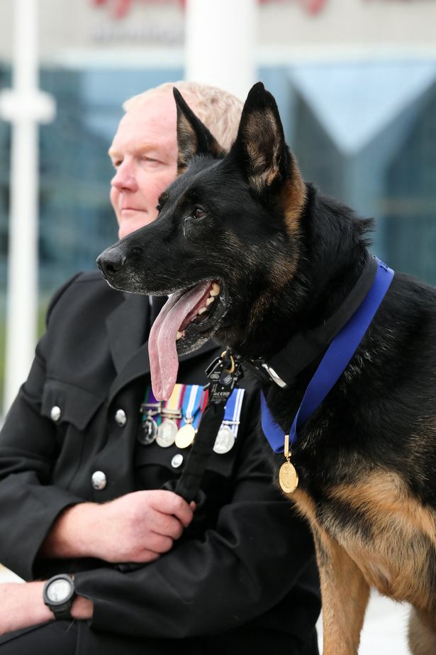 这只警犬被刺伤仍与恶人搏斗 如今被授予勋章