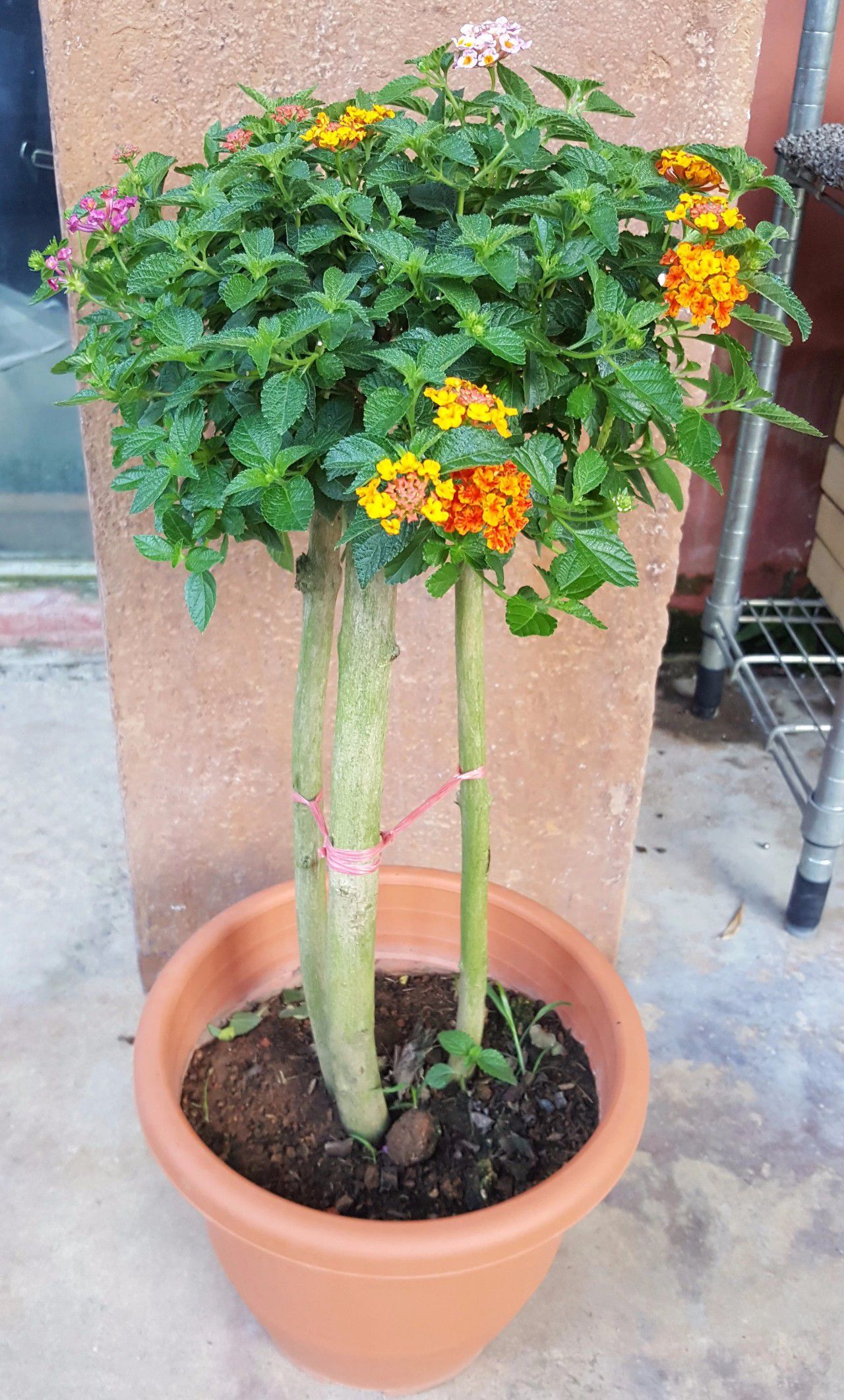 马缨丹种院子易蔓延何不将它养成灌木盆景比买的盆景树还好看