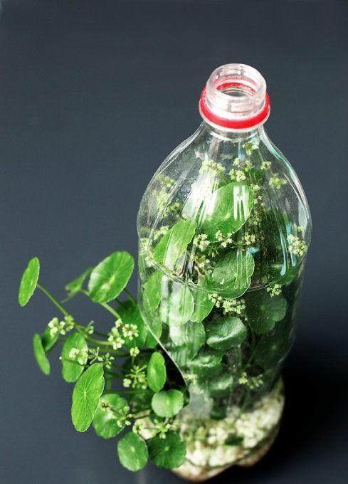 用塑料瓶养花种菜都能长这么好,还买啥花盆呢?
