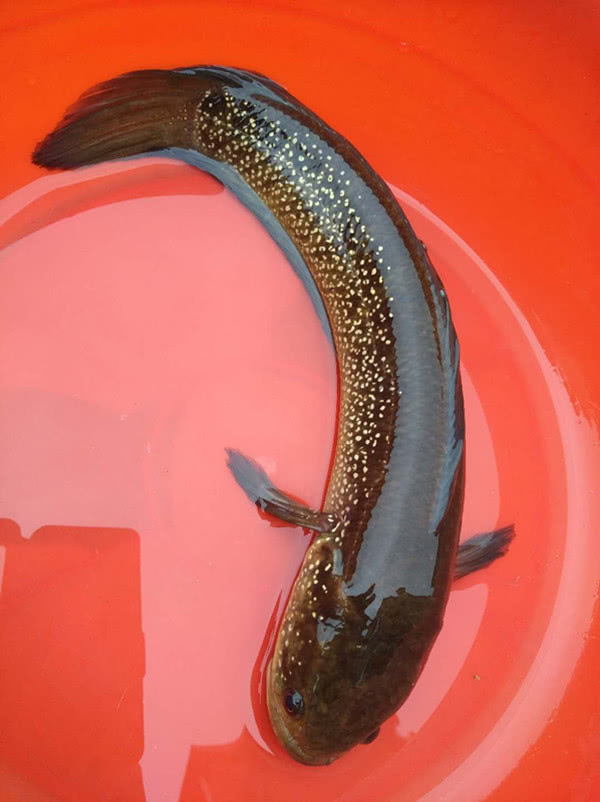 广西钓友称钓到"神鱼",鱼头上长出"花"来