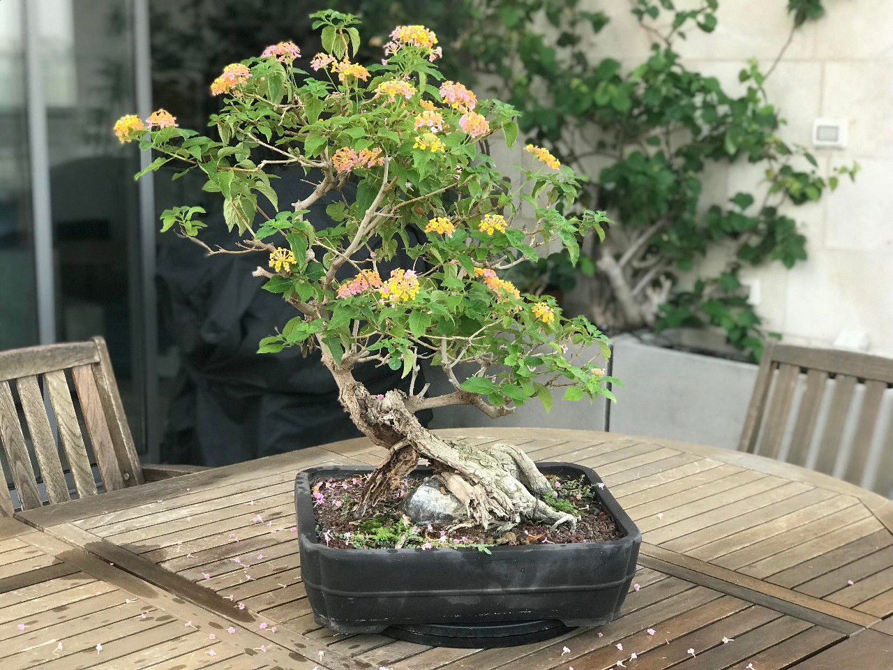 马缨丹种院子易蔓延何不将它养成灌木盆景比买的盆景树还好看