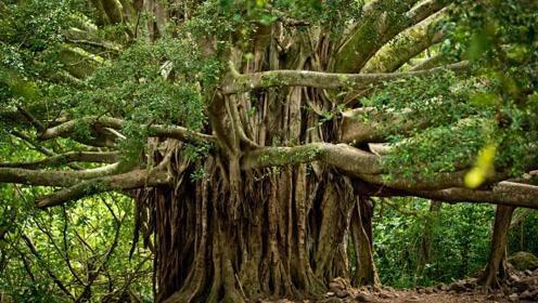 云南一棵3千年菩提树,一夜之间长出"佛手",五指根根分明