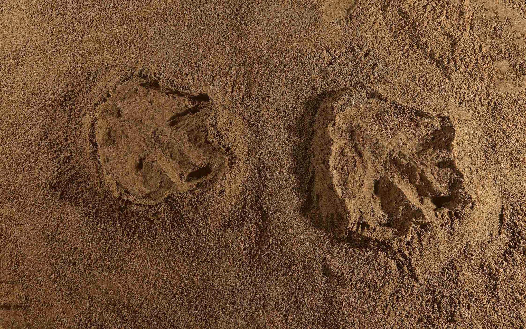 亚洲首例!中国发现霸王龙足迹