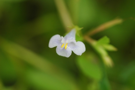 朝开暮落木槿芳华一瞬 手机新浪网
