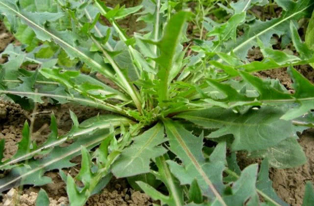 这曲麻菜以前养活一代人,如今很多人当杂草锄掉,真