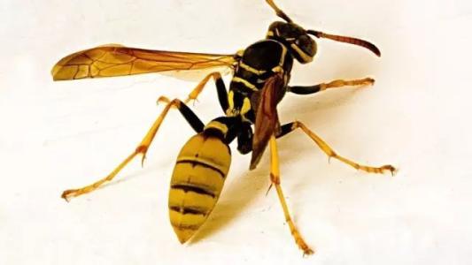 遇见这种蜜蜂可要躲远点能追人数公里攻击24小时已蛰死千余人