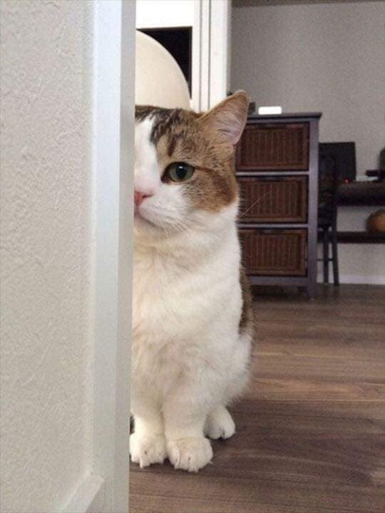 猫咪偷窥主人的千姿百态,你们家猫咪监视你的姿势,这里会有吗?