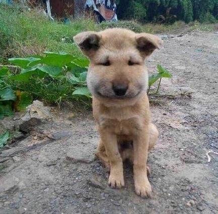 遇见这种蜜蜂可要躲远点能追人数公里攻击24小时已蛰死千余人