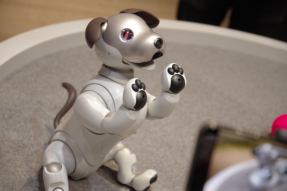 电子狗aibo可以试养了,sony在日本提供出租试养服务