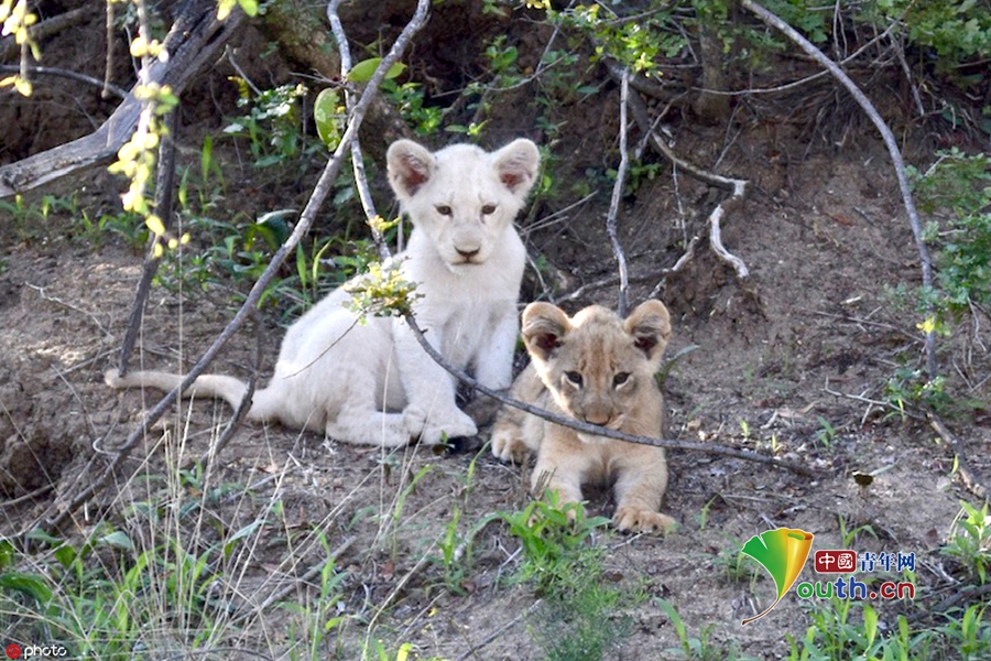 国家公园游览时捕捉到一头小白狮,要知道,目前已知的野生白狮仅存15只