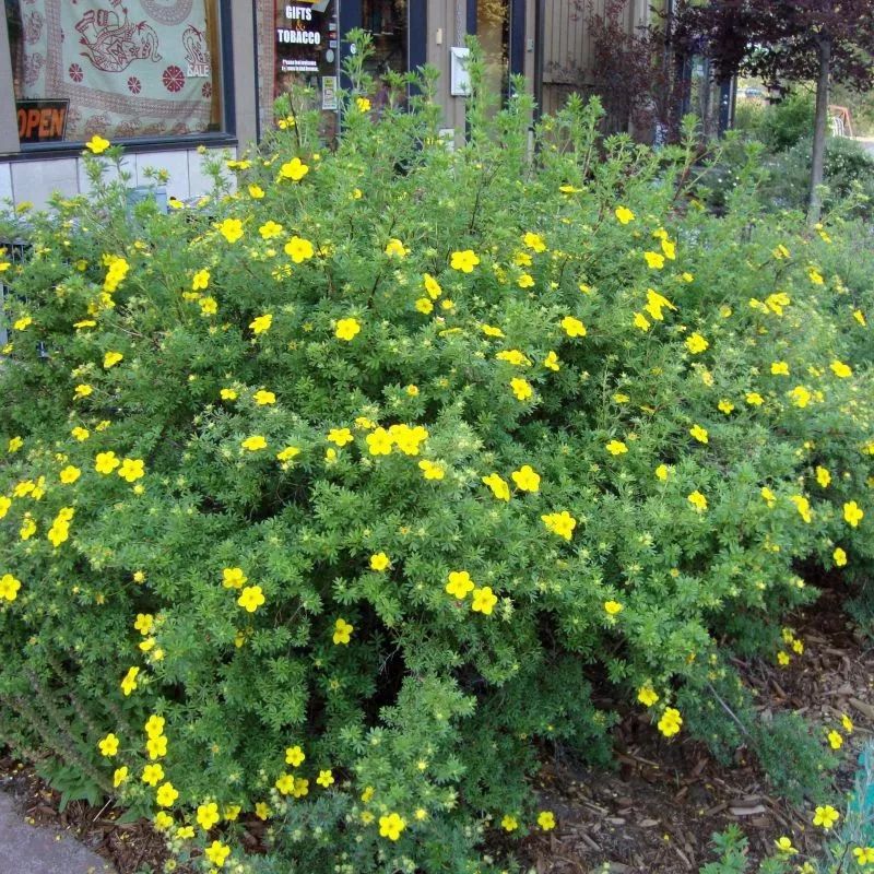 院子可养这15种低矮灌木花卉,种出一片迷人花丛,能不停开花