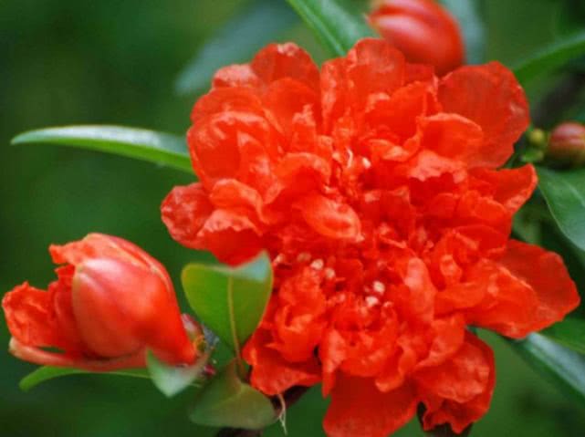 1种"古老花",花开红似火,比月季好养,寓意:富贵,子孙满堂