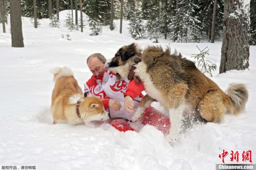 资料图：俄罗斯总统普京与一只保加利亚牧羊犬和一只秋田犬在雪地中玩耍。