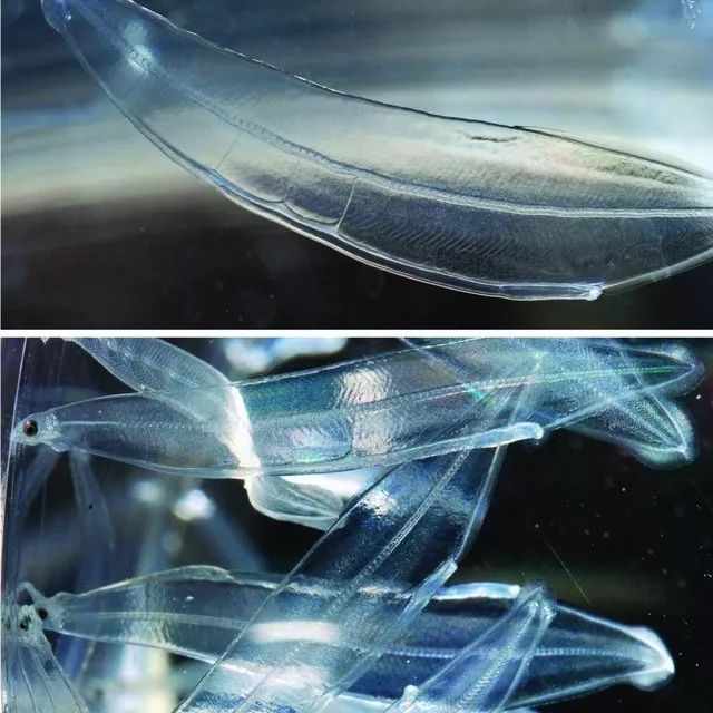 全身透明的日本鳗幼鱼,称为柳叶鳗(leptocephali).图片:michael j.