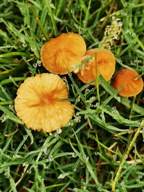 拍课堂|雨后青草地,长出一朵朵小蘑菇,探头探脑萌萌