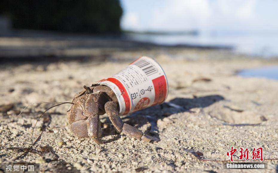 海洋垃圾泛滥 太平洋偏远岛屿寄居蟹以罐为"家"