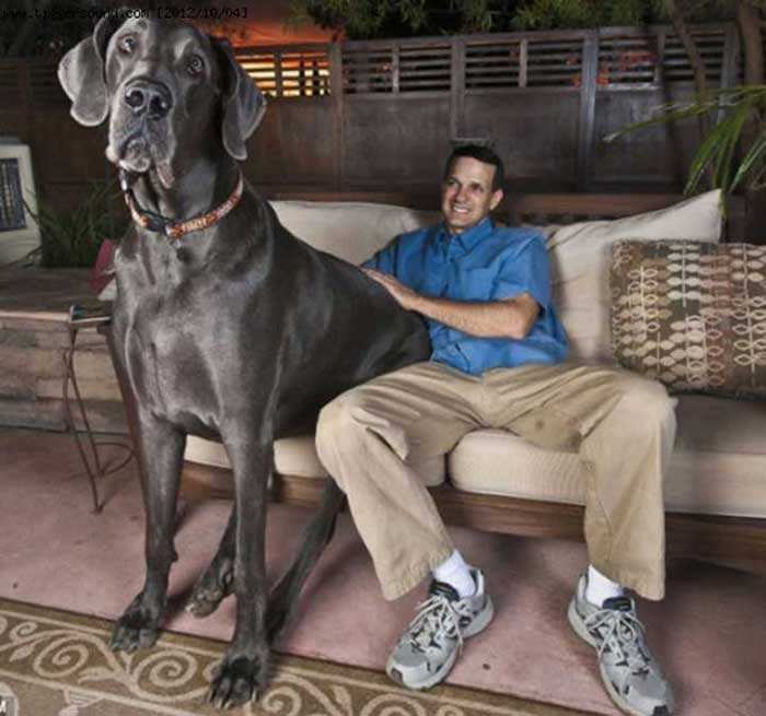 世界上最大狗狗之一大丹犬有多难养反正我是养不起
