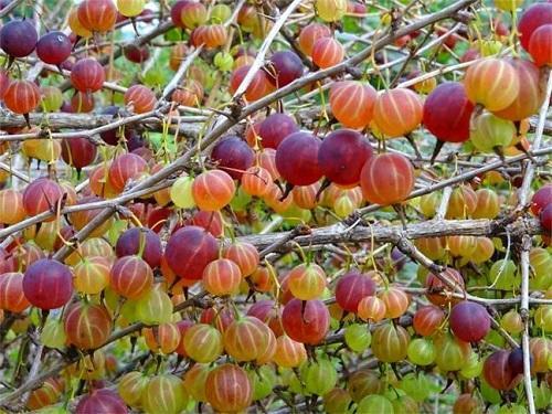 灯笼果又叫做醋栗果,吃起来酸酸甜甜的,以前欧洲人喜欢将它制成果酱来
