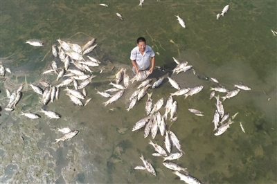 7月25日，渔民段元忠站在水塘里，养殖的多种鱼类大面积死亡。 陈林 供图