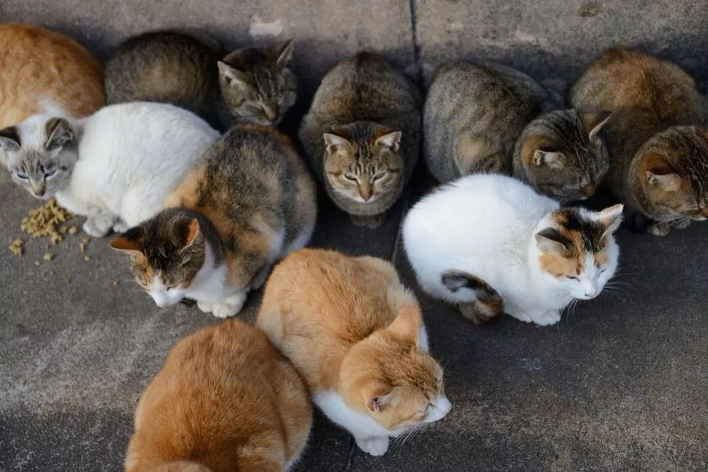 日本猫岛数十只猫咪惨遭毒害何等丧心病狂才会对这些小动物下毒手