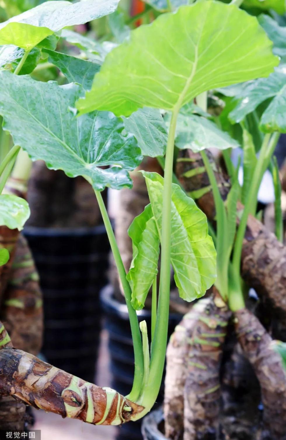 里,在家里滴水观音实际上,海芋就是街坊们熟知的海芋花产于我国华南