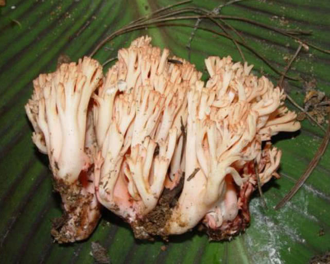 这种长得像扫把的食用菌人称野生之花,其保健价值高如今名气极大