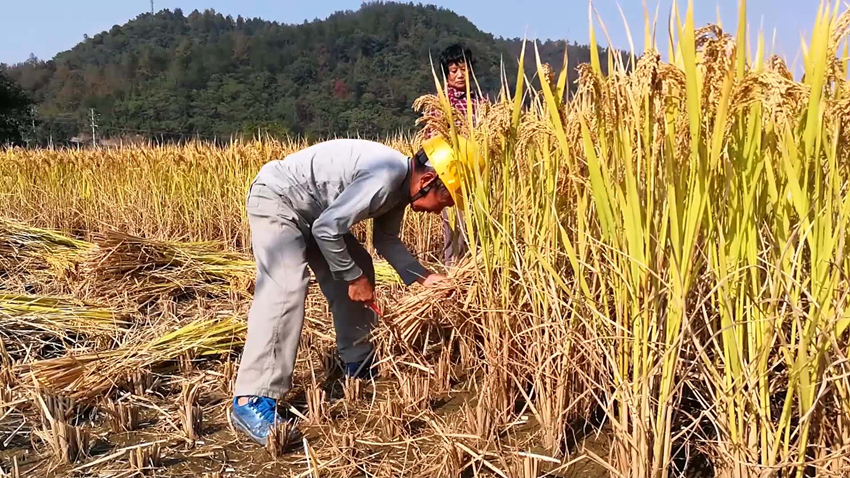种地收入低养殖被限制农民以后只能进城打工了吗