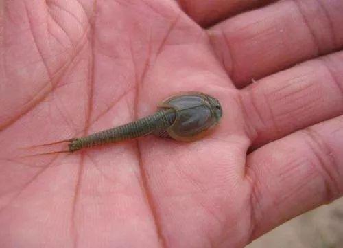 恐龙时代的物种三眼恐龙虾