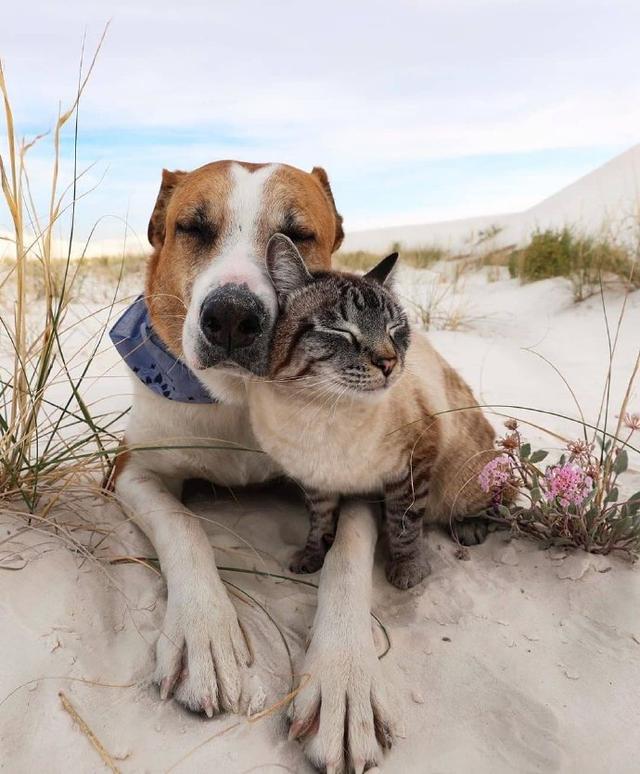 猫和狗的友谊太有爱了吧确定这不是跨越种族的爱情吗