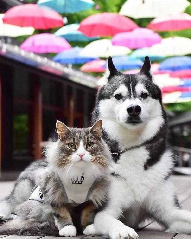 猫和狗的友谊太有爱了吧确定这不是跨越种族的爱情吗