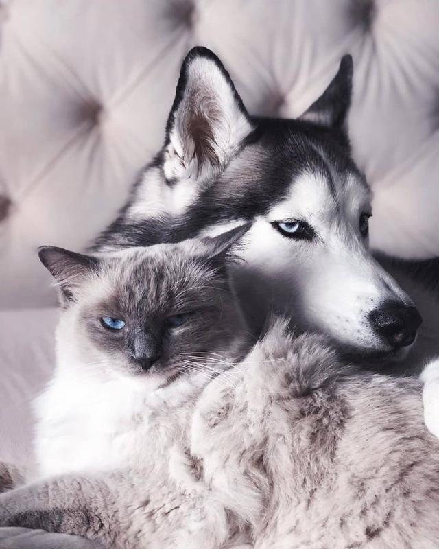 猫|猫狗|狗狗_新浪新闻