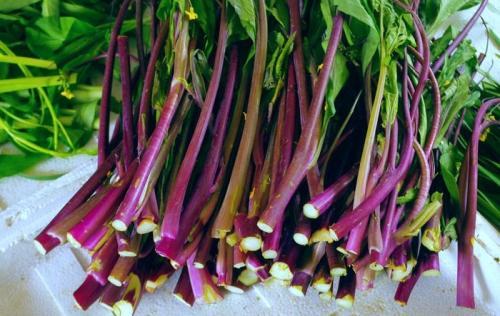 红菜薹红菜头红苋菜红色蔬菜有何特殊之处营养丰富抗衰老